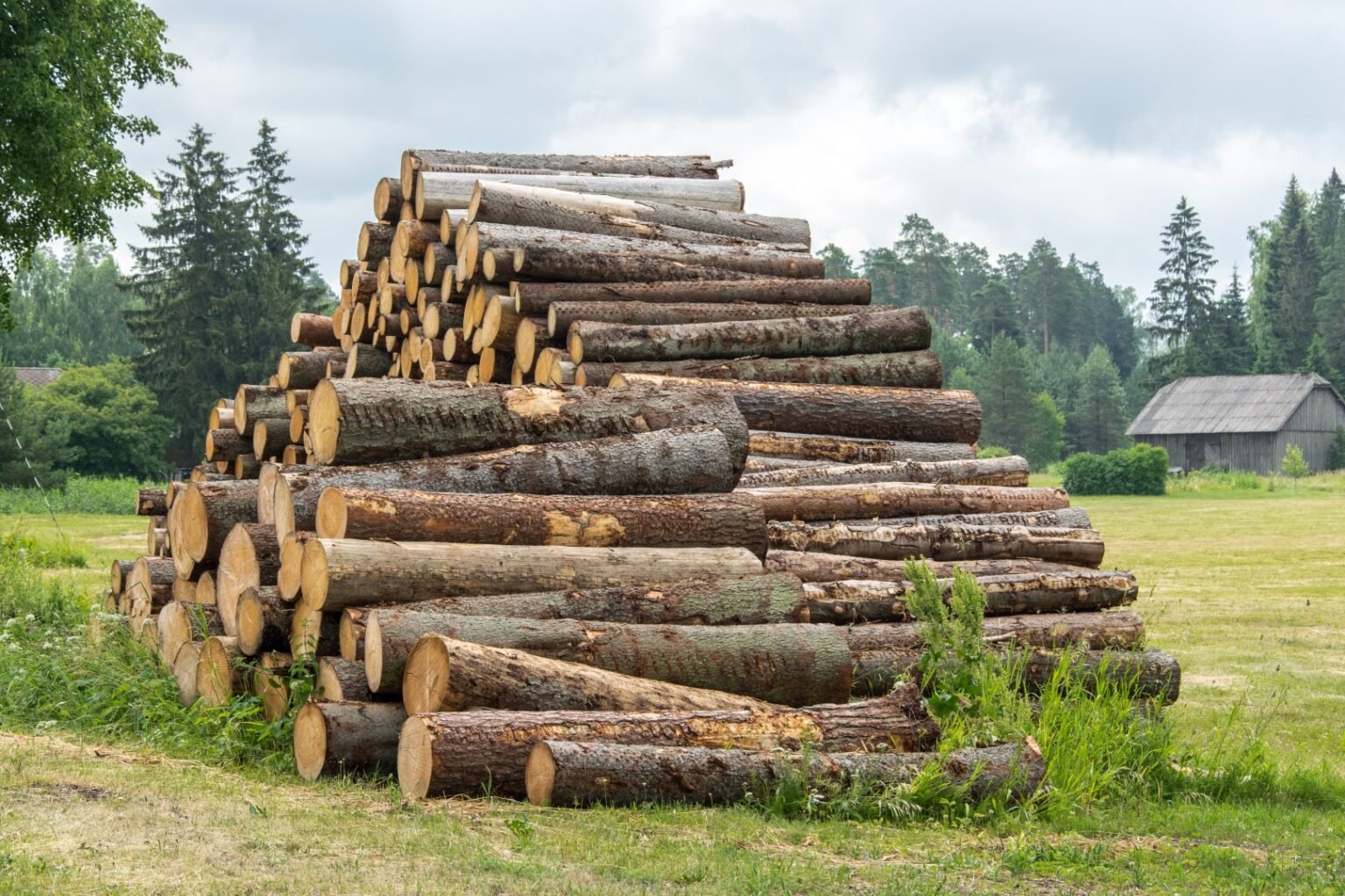 logs – spruce