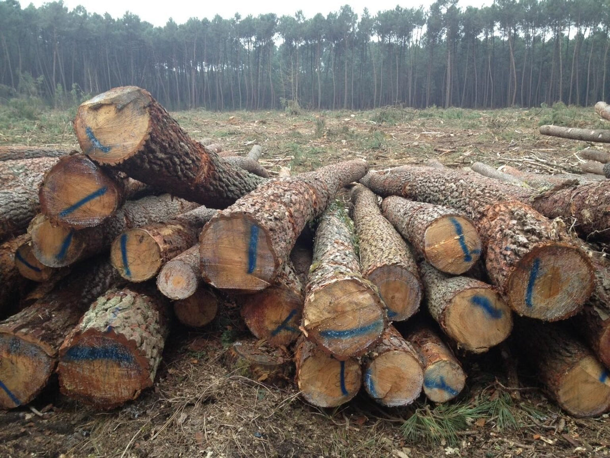 logs – pine