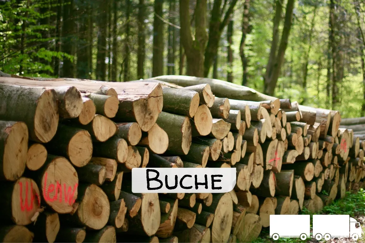 beech logs – truckload (wahlweise ganz or half)
