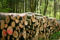 hardwood / deciyouous logs – truckload (20 – 40 RM)