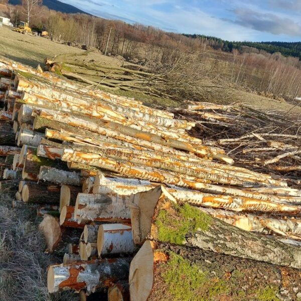 birch roundwood – Half truckload 22,5 m³ (22,5 RM)
