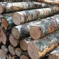 logs – birch