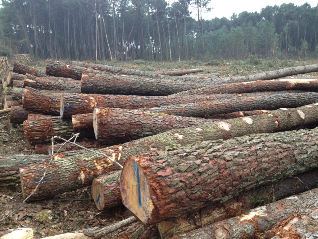 logs – pine