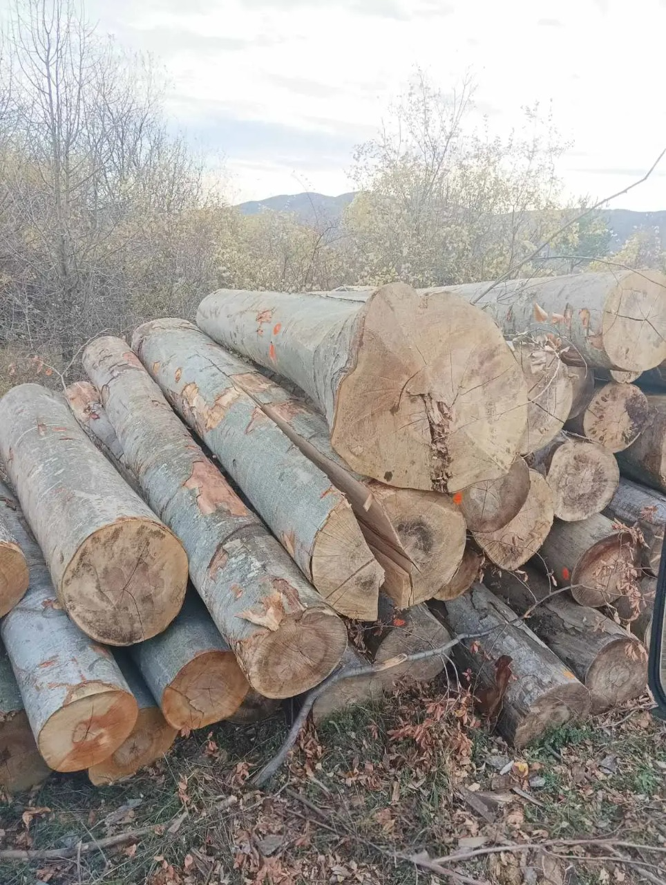 logs – beech