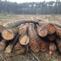 logs – pine