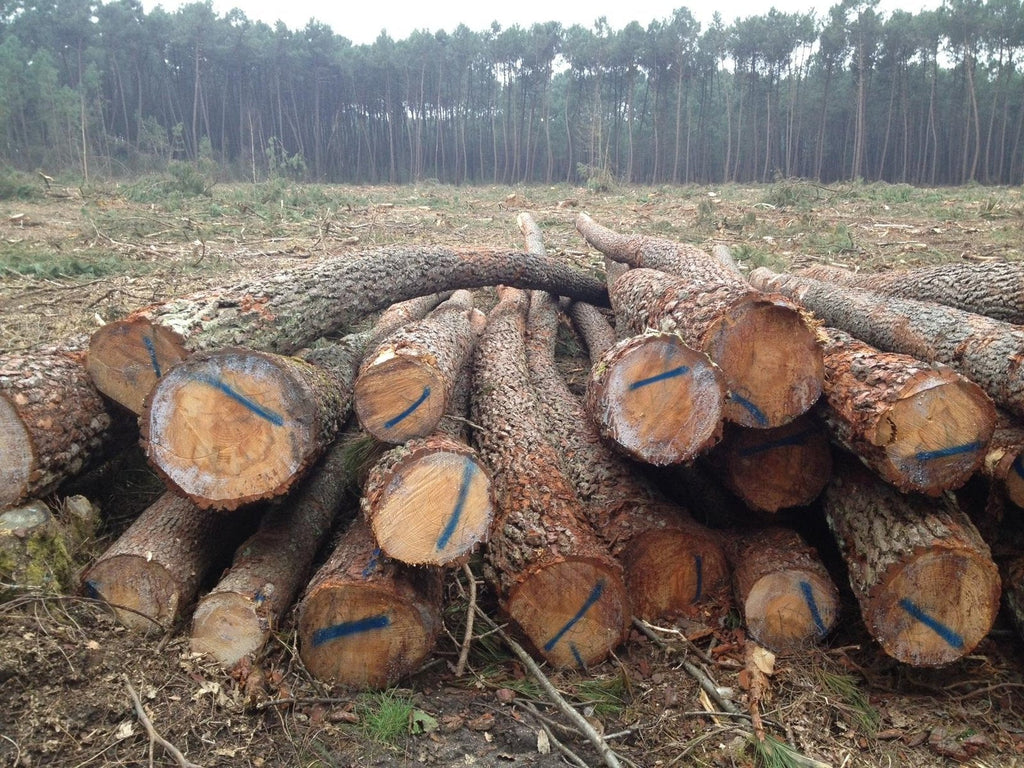 logs – pine