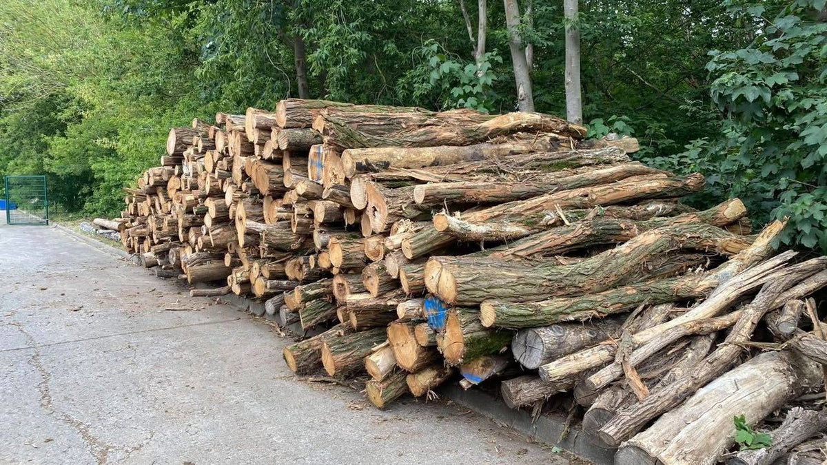 Scots pine logs – Bild 1