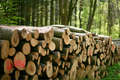 beech logs – truckload (wahlweise ganz or half)