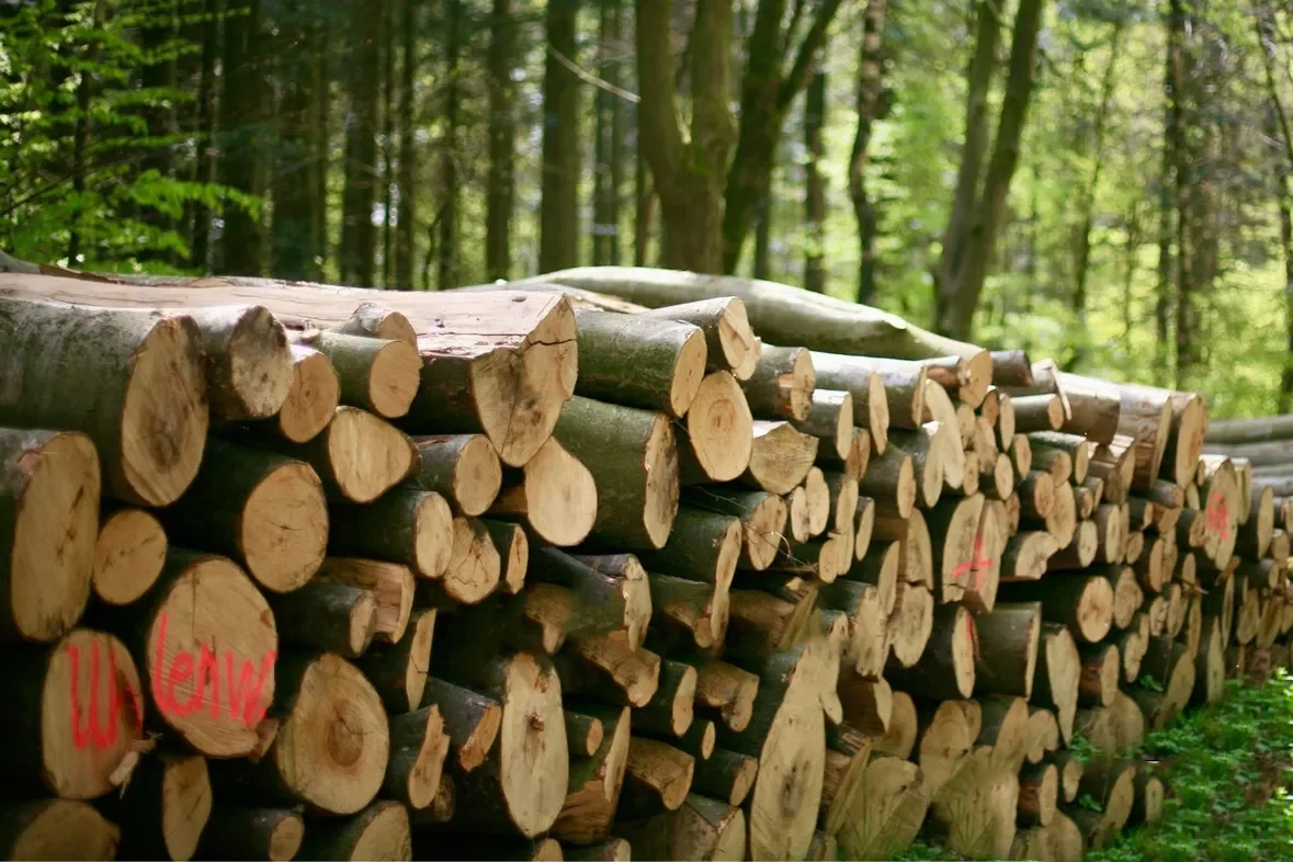beech logs – truckload (wahlweise ganz or half)