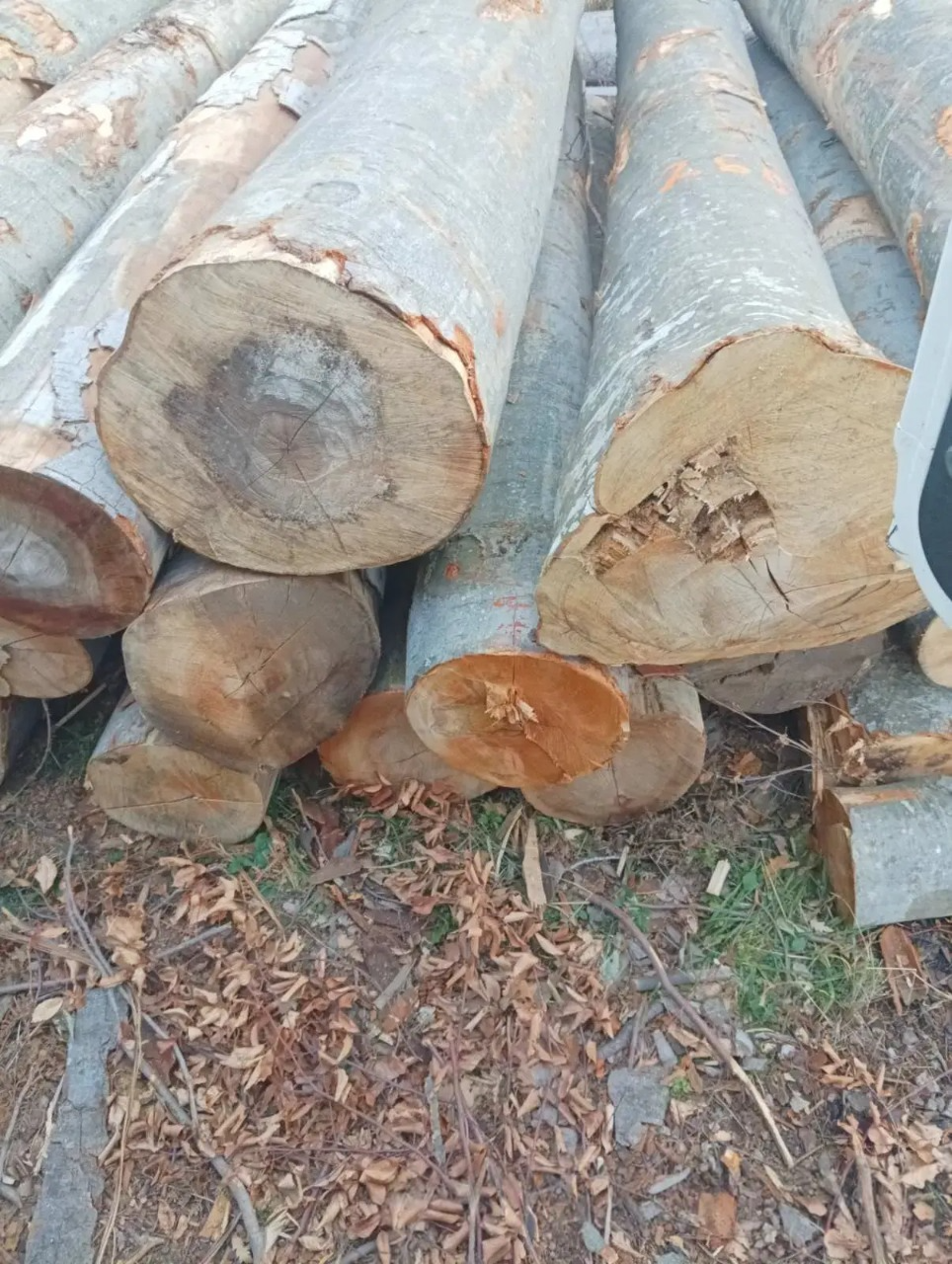logs – beech