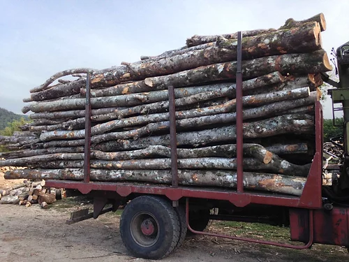 acacia – LKW 50 Rinthe