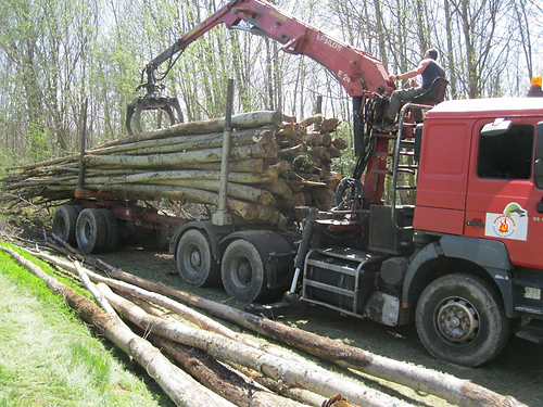 Kastanienstämme – 50 cubic metres truckload