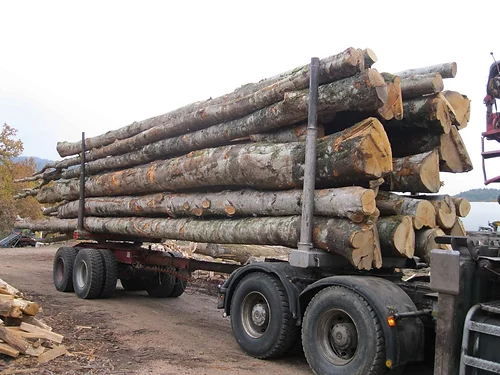beechstämme – 50 cubic metres truckload – Bild 2