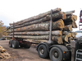 beechstämme – 50 cubic metres truckload