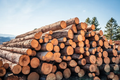oak logs – truckload flexibel (20 RM or 40 RM)