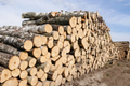 birch logs – truckload flexibel (20 RM or 40 RM)
