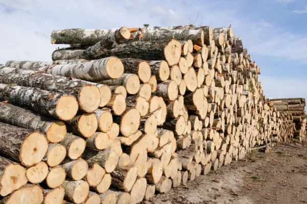 birch logs – truckload flexibel (20 RM or 40 RM)
