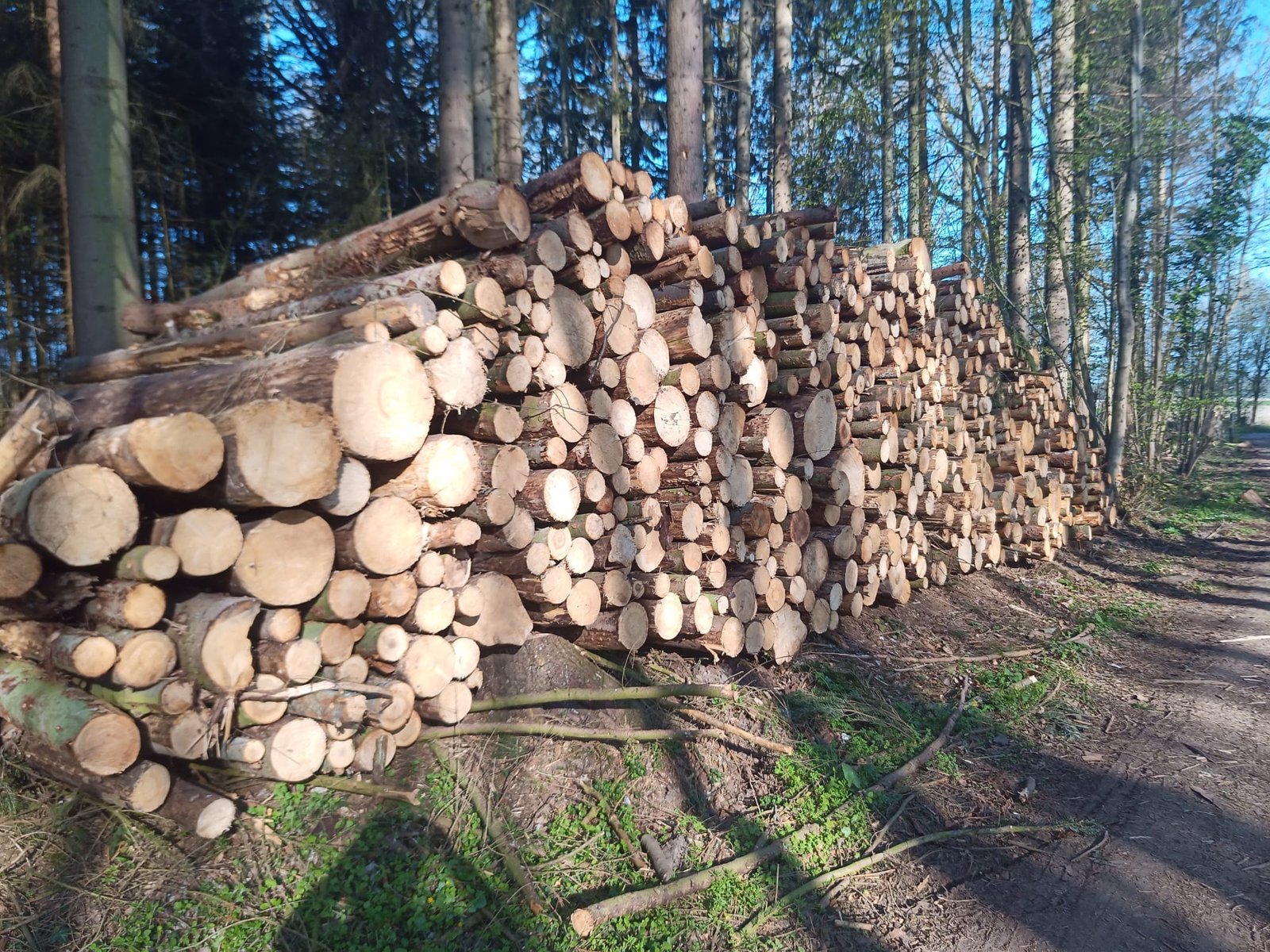 logs – softwood