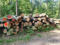 oak logs – Bild 1