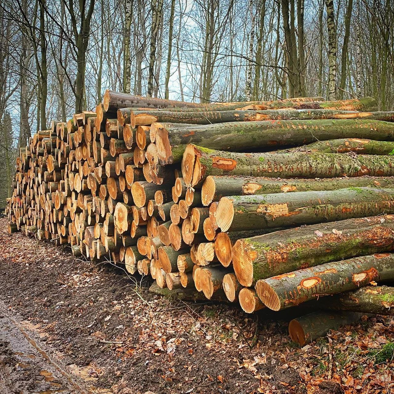 beech logs – Bild 1