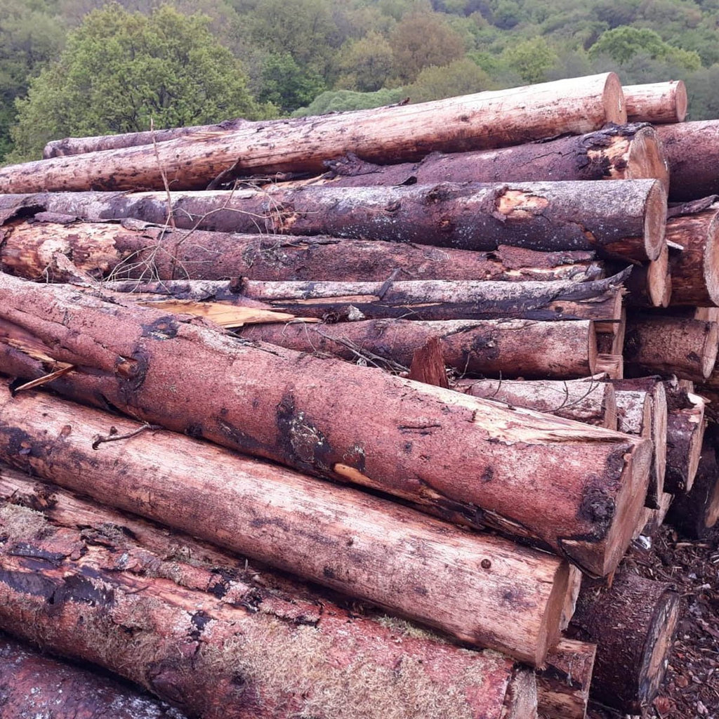 logs – spruce