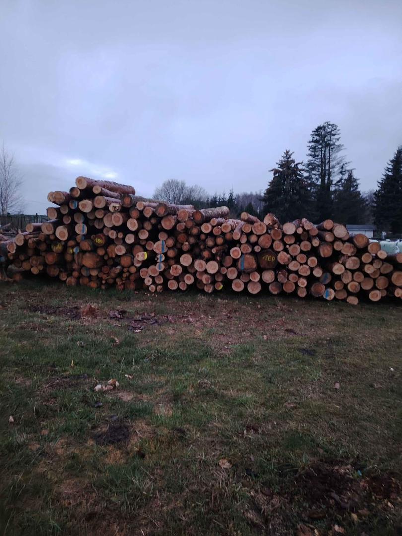 softwood logs – Bild 1