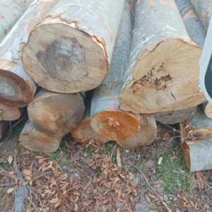 logs – beech